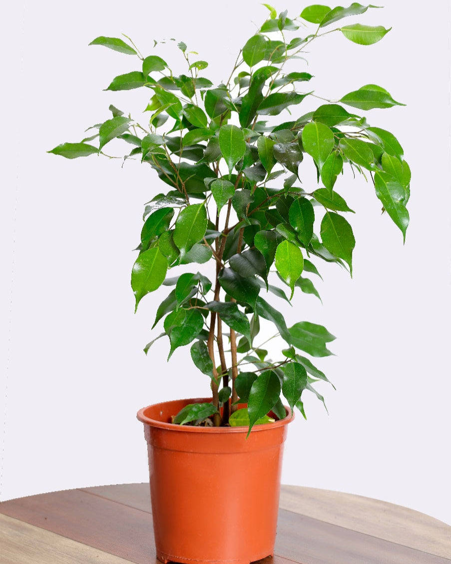 فيكس بنجامينا أخضر