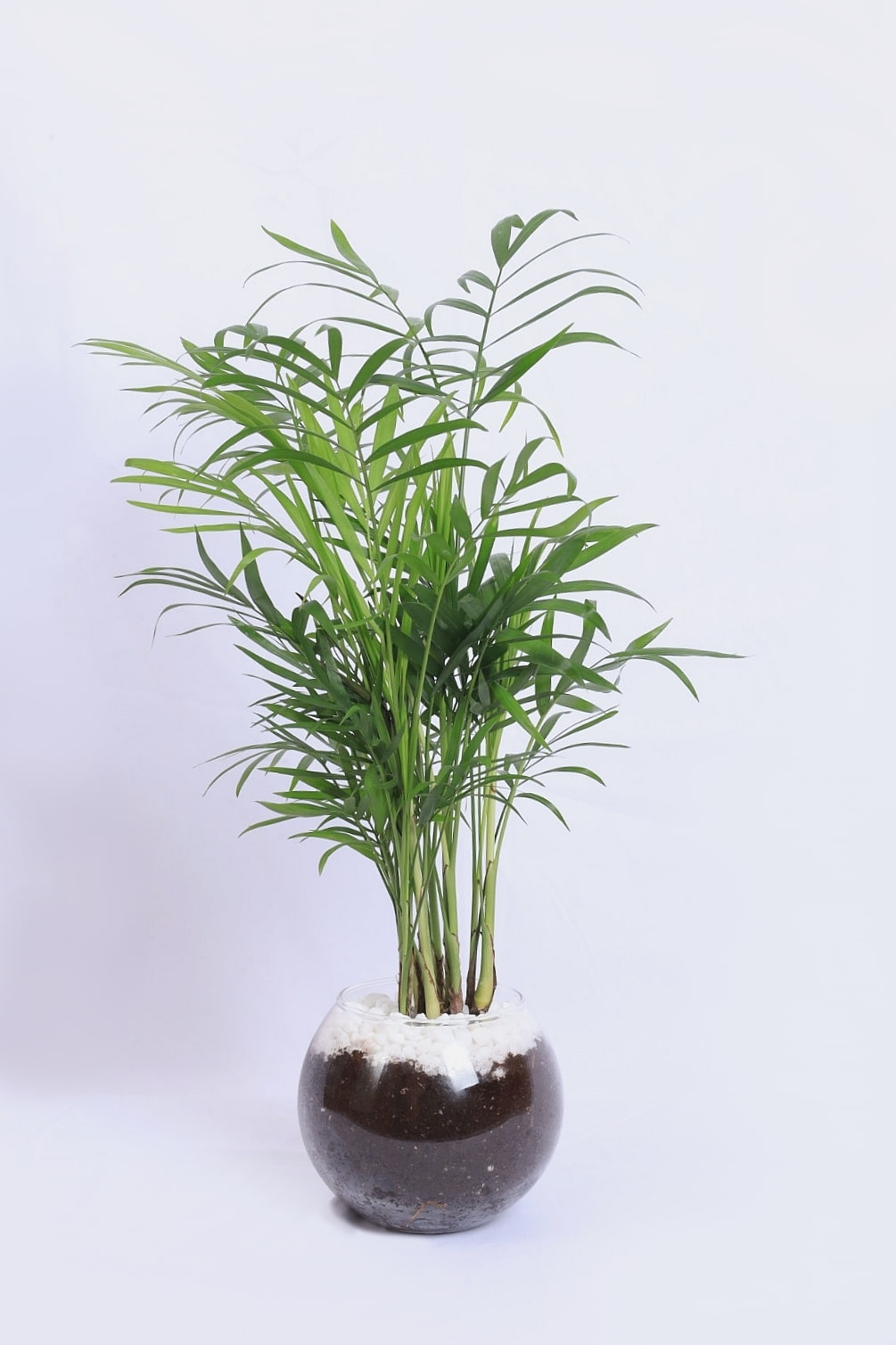 بكج رمضان – نبات شيميدوريا  مع تمر وضيافة بالصينية الخشبية