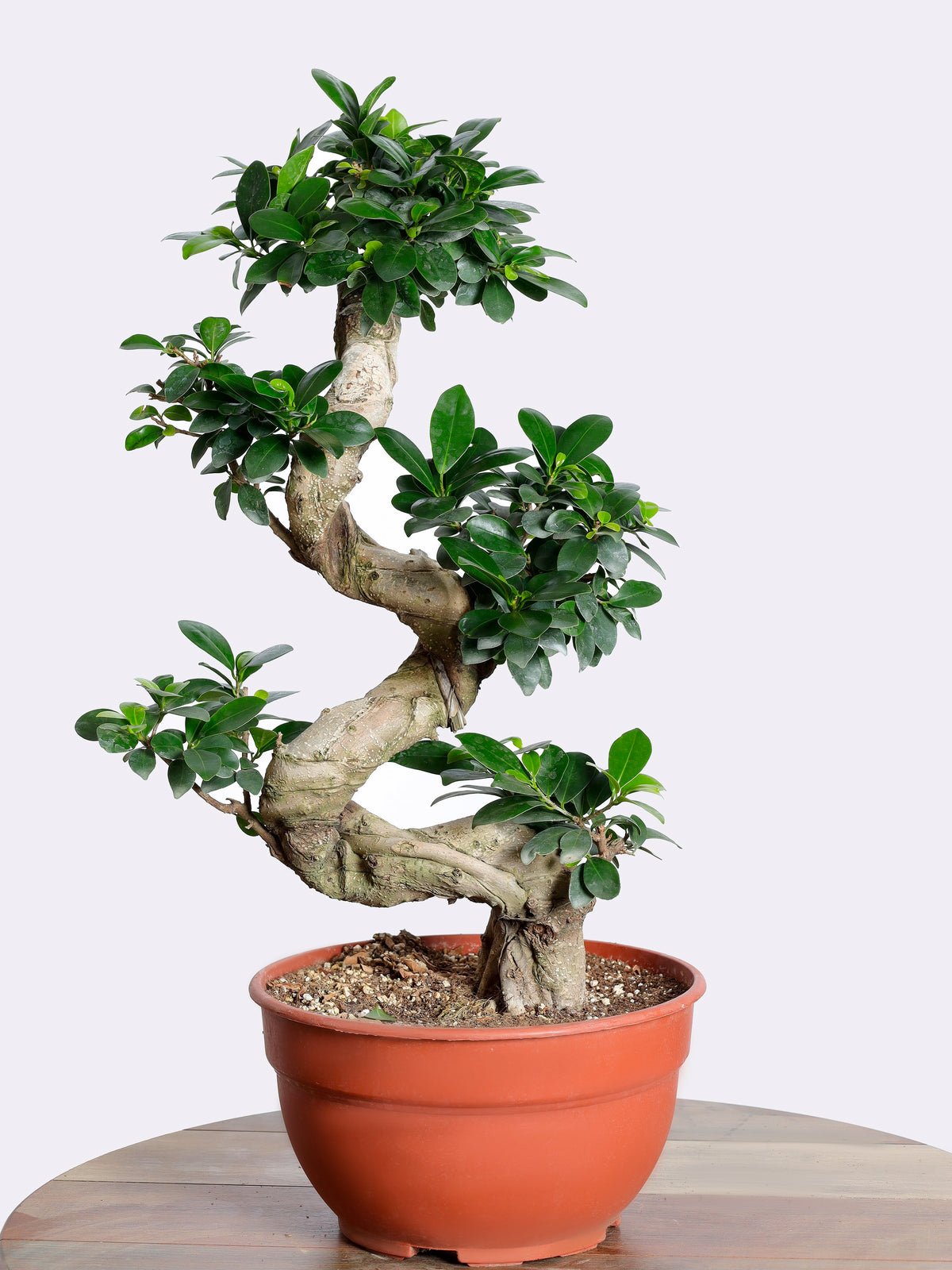 Bonsai