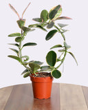زهرة الشمع