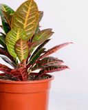 Croton