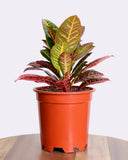 Croton