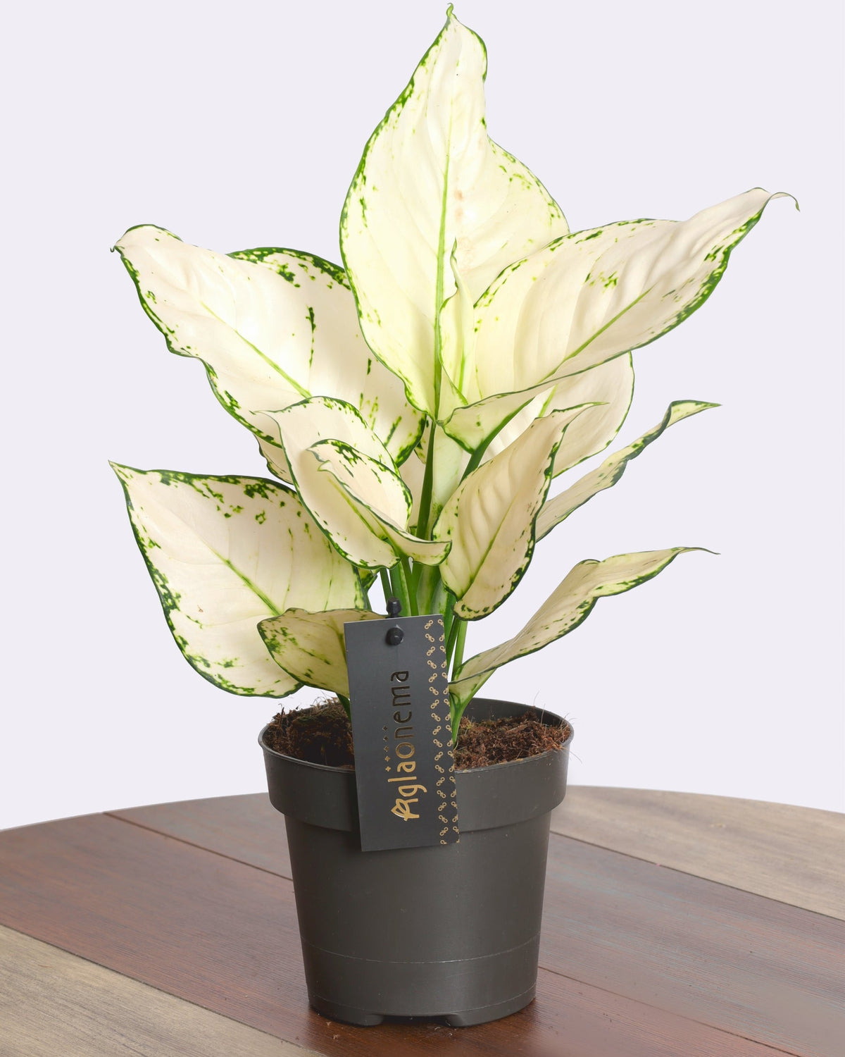 Aglaonema white joy