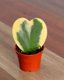 Hoya Kiri (heart of love)