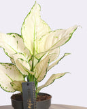 Aglaonema white joy