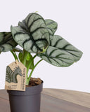 Alocasia Silver Dragon