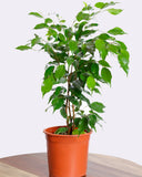 فيكس موكليم