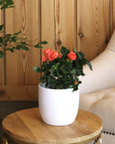 Orange flowered rose plant