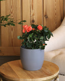 Orange flowered rose plant