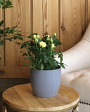 نبتة جوري بزهور صفراء حوض سيراميك باللون الرمادي الداكن