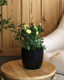 نبتة جوري بزهور صفراء حوض سيراميك باللون الأسود