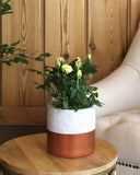 Yellow flowered rose plant