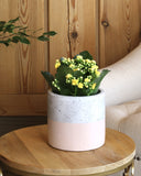 Kalanchoe plant with yellow flowers