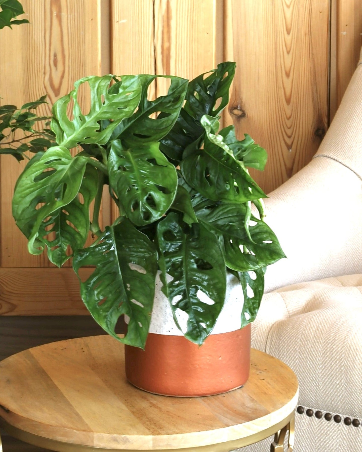 نبته مونستيرا ادنسوني