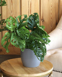 Monstera adensoni plant