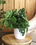 نبات المونستيرا