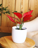 Red Star Aglaonema