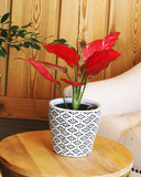 Red Star Aglaonema