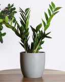 Green Zamia Plant