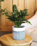 Aglaonema Maria plant