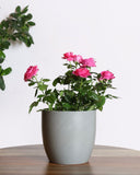 Rose plant with pink flowers