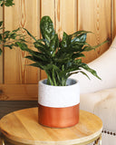 نبات اجلونيما ماريا