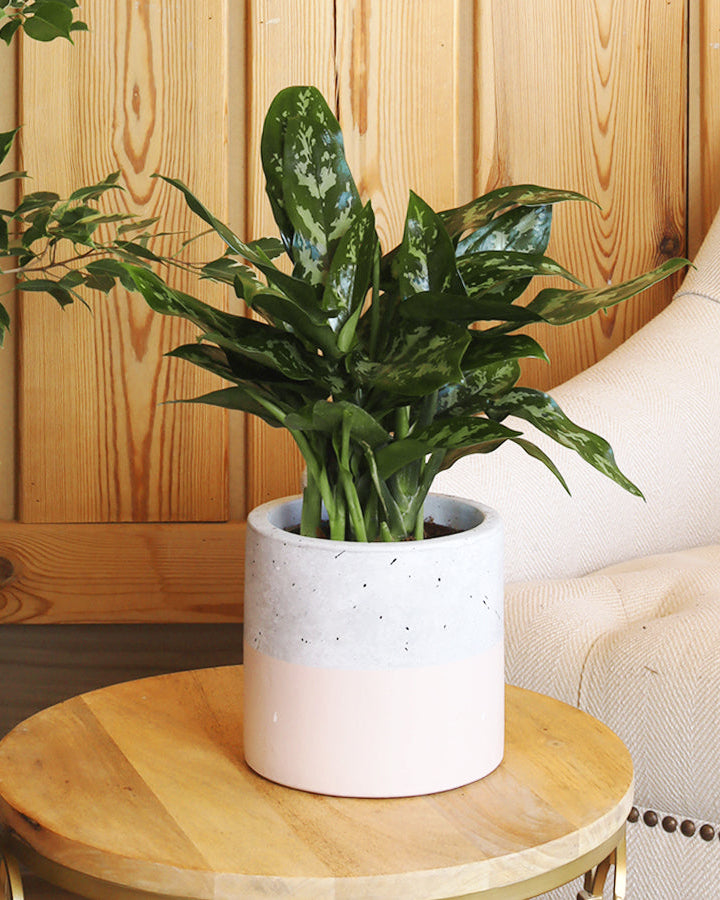 نبتة الاجلونيما