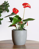 Anthurium plant with red flowers