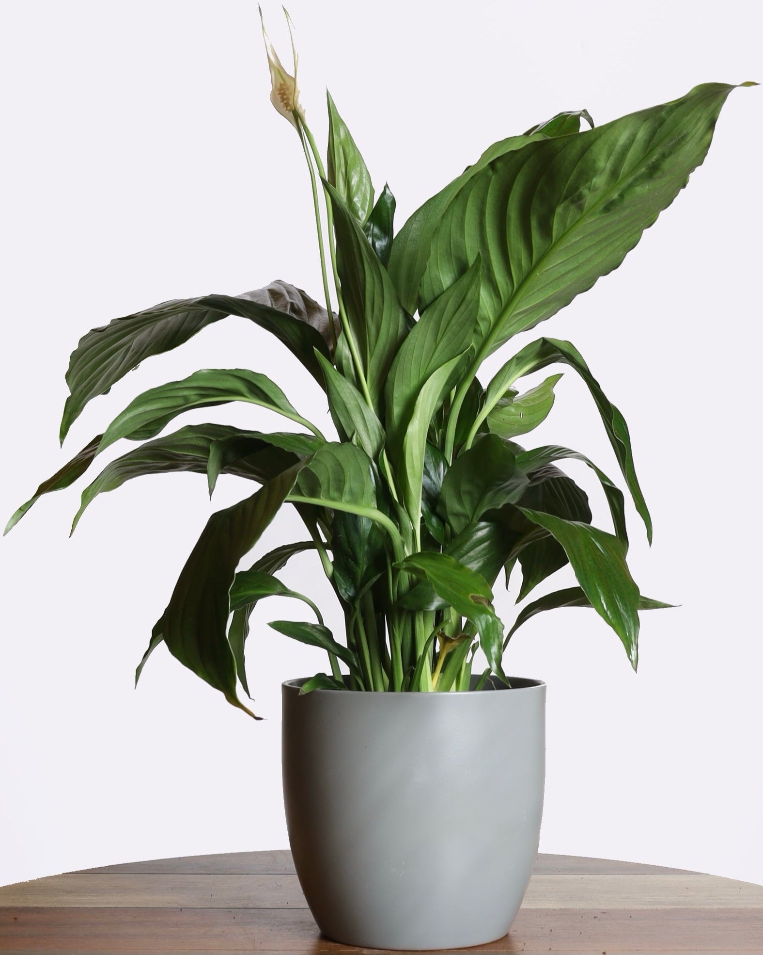 نبتة الاشرعة البيضاء