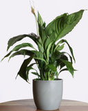 نبتة الاشرعة البيضاء