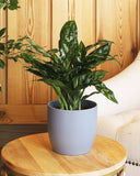 Aglaonema Maria plant