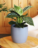 Philodendron plant
