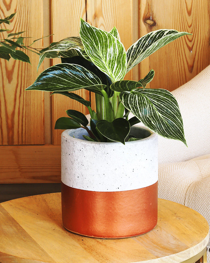 نبتة فيلودندرون