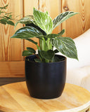Philodendron plant
