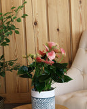 نبتة انتوريوم وردي