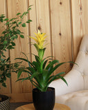 Cosminia plant with yellow flowers