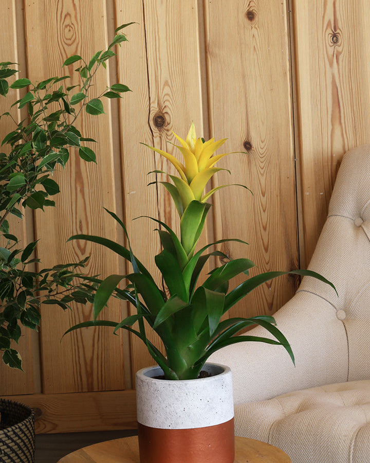 نبتة جوزمانيا