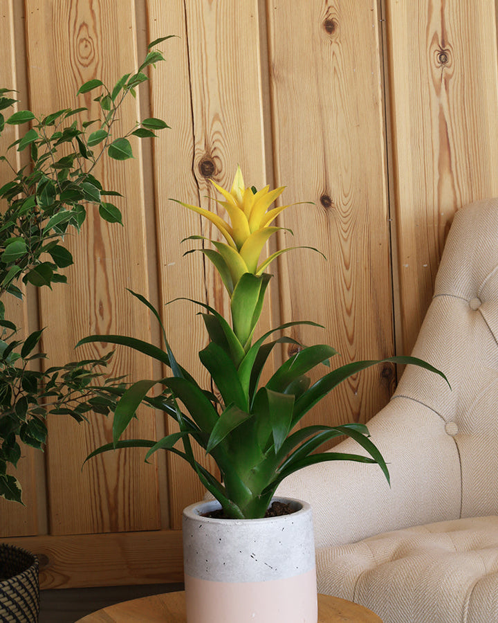 نبتة الجوزمانيا