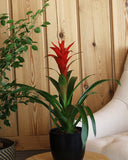 Cosminia plant with red flowers