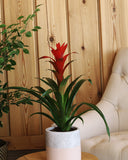 Cosminia plant with red flowers