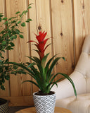 Cosminia plant with red flowers