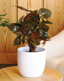 Syngonium brown plant