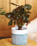 Syngonium brown plant