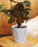 Syngonium brown plant