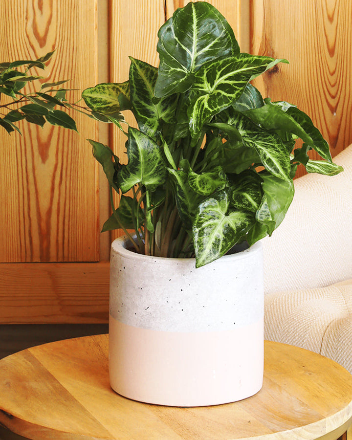 نبات سنجونيوم خضراء