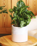 نبات سنجونيوم خضراء