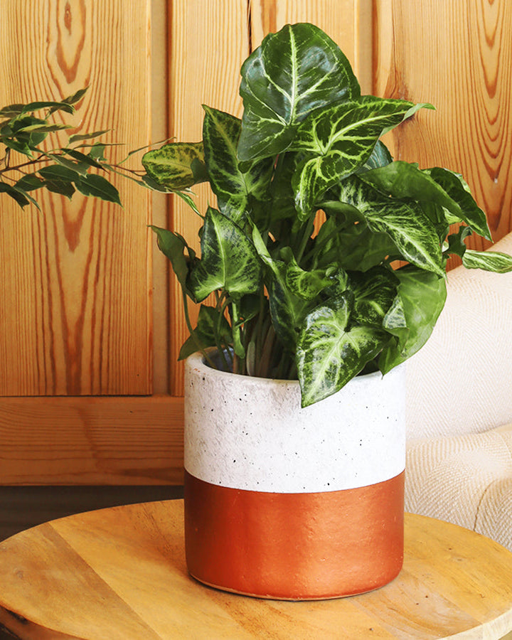 نبات سنجونيوم