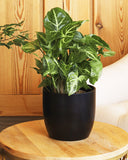 Green Syngonium Plant