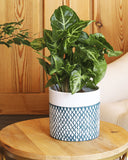 Green Syngonium Plant