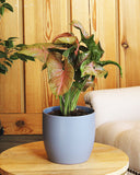 Pink Syngenium with Green Stripes